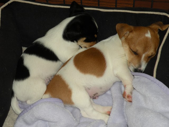 Bailey and Poncho